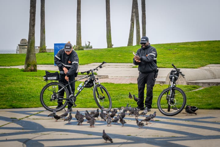 The Great Pigeon Heist
